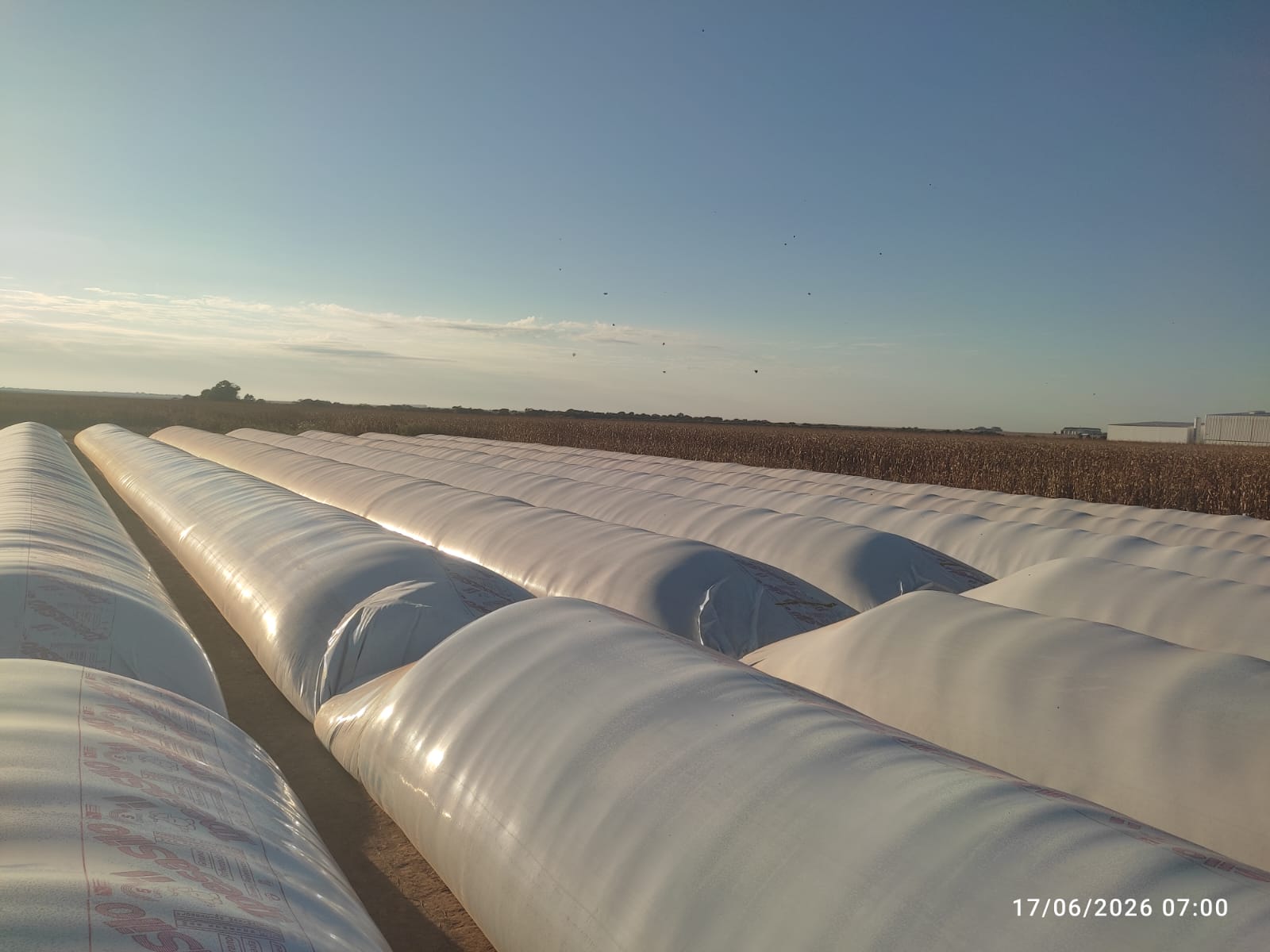 Fileiras de silos-bolsa organizadas em uma área agrícola